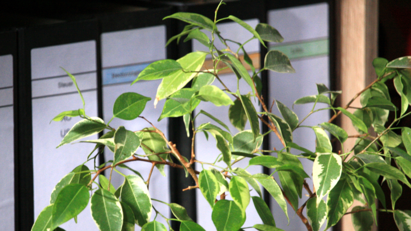 Pflanzen vor Ordnern